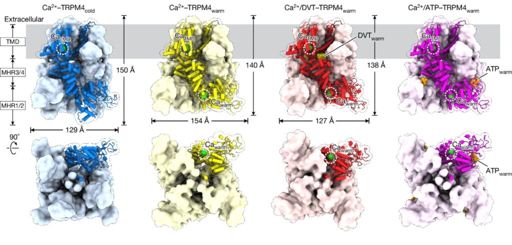 Physiological temperature drives TRPM4 ligand recognition and gating