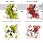 Physiological temperature drives TRPM4 ligand recognition and gating