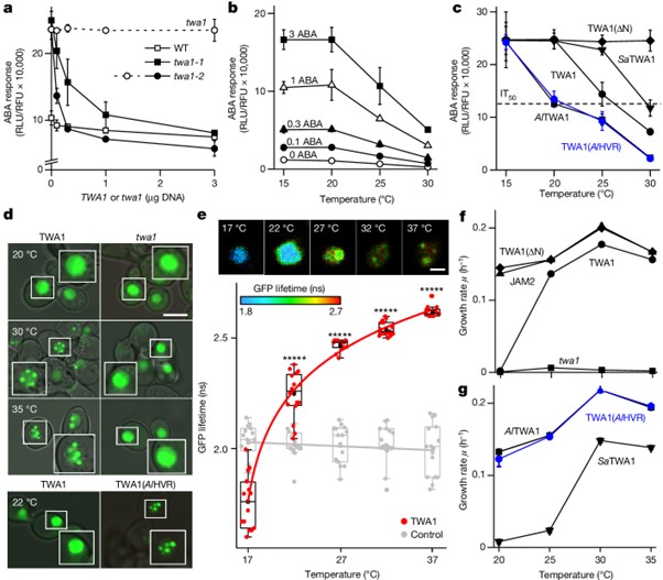 The temperature sensor TWA1 is required for thermotolerance in Arabidopsis