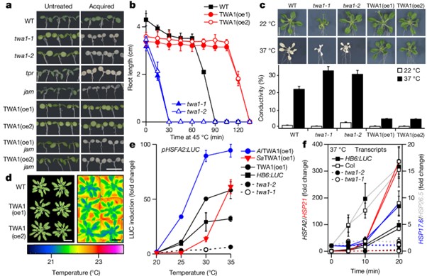 The temperature sensor TWA1 is required for thermotolerance in Arabidopsis