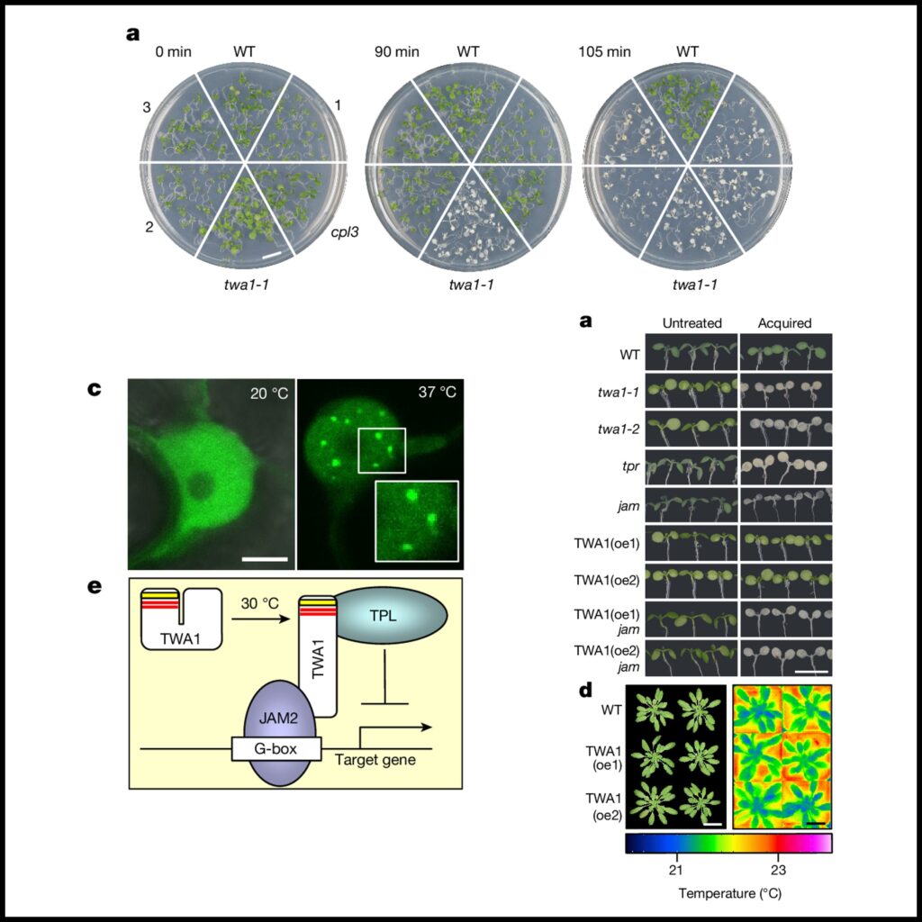 The temperature sensor TWA1 is required for thermotolerance in Arabidopsis