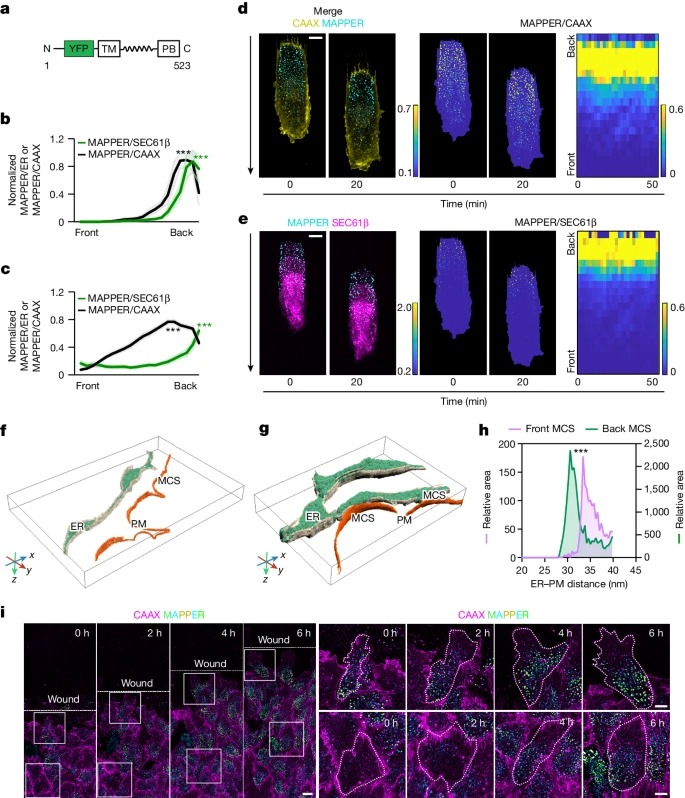 Endoplasmic reticulum–plasma membrane contact gradients direct cell migration