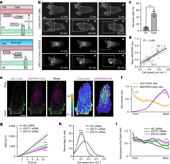 Endoplasmic reticulum–plasma membrane contact gradients direct cell migration