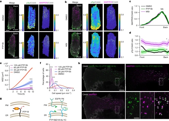 Endoplasmic reticulum–plasma membrane contact gradients direct cell migration