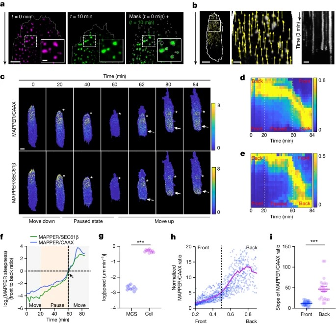 Endoplasmic reticulum–plasma membrane contact gradients direct cell migration