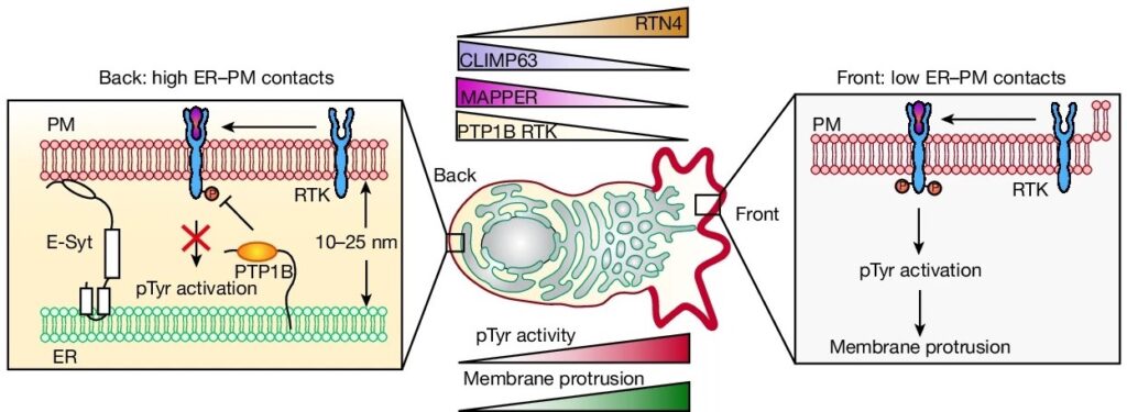 Endoplasmic reticulum–plasma membrane contact gradients direct cell migration