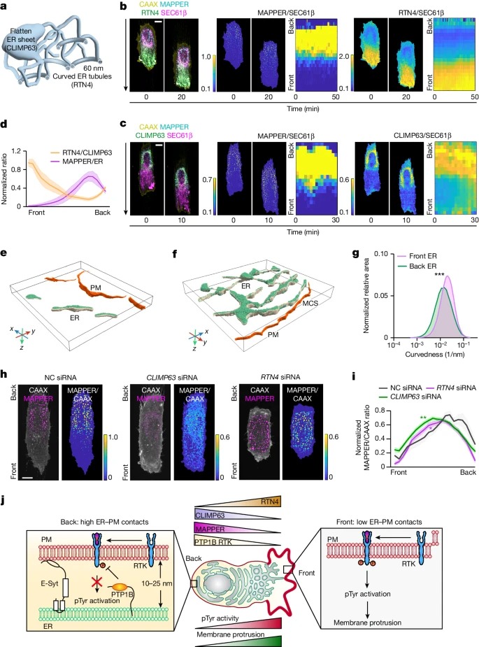 Endoplasmic reticulum–plasma membrane contact gradients direct cell migration