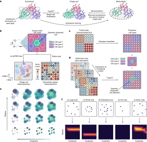 Read more about the article Multiscale topology classifies cells in subcellular spatial transcriptomics