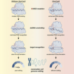 Rapid DNA unwinding accelerates genome editing by engineered CRISPR-Cas9