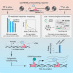 Chromatin context-dependent regulation and epigenetic manipulation of prime editing