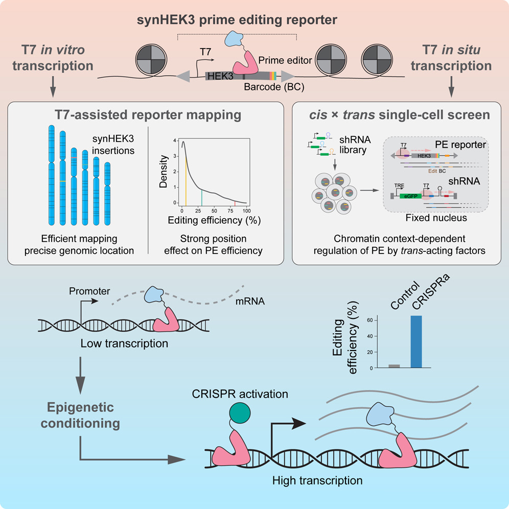 Chromatin context-dependent regulation and epigenetic manipulation of prime editing