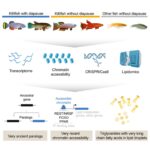 Evolution of diapause in the African turquoise killifish by remodeling the ancient gene regulatory landscape