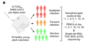 Read more about the article Human SARS-CoV-2 Challenge Uncovers Local and Systemic Response Dynamics