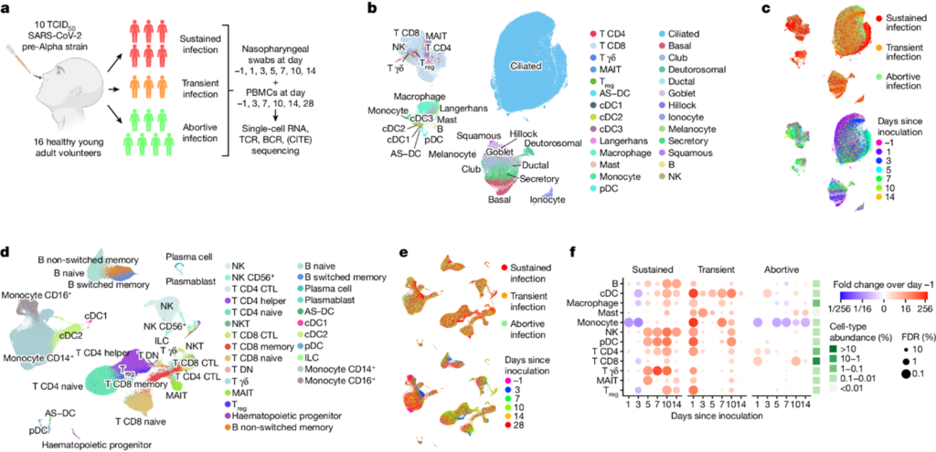 [Fig1] Human SARS-CoV-2 Challenge Uncovers Local and Systemic Response Dynamics