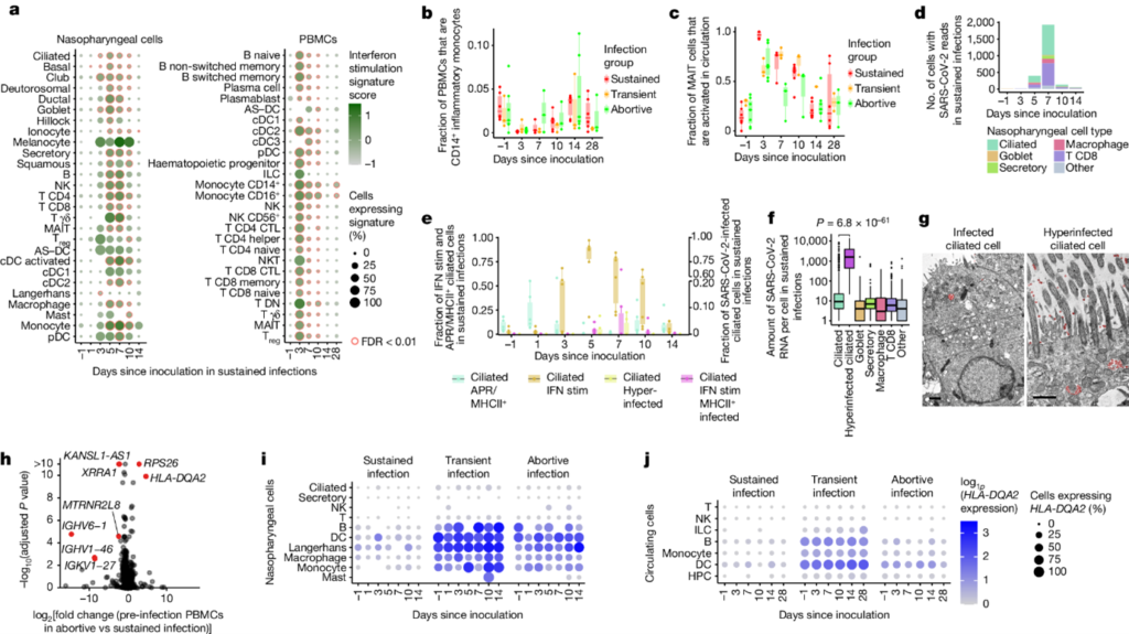 [Fig2] Human SARS-CoV-2 Challenge Uncovers Local and Systemic Response Dynamics