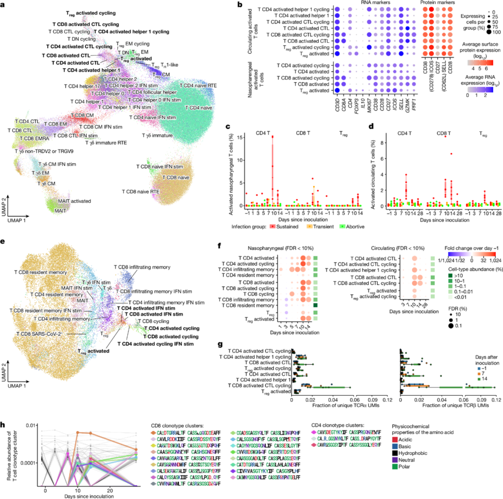 [Fig3] Human SARS-CoV-2 Challenge Uncovers Local and Systemic Response Dynamics