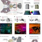 The mechanism for directional hearing in fish