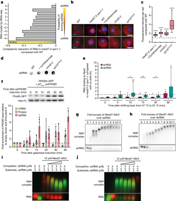 dsRNA formation leads to preferential nuclear export and gene expression