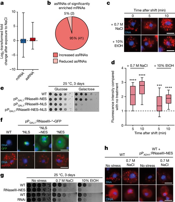 dsRNA formation leads to preferential nuclear export and gene expression