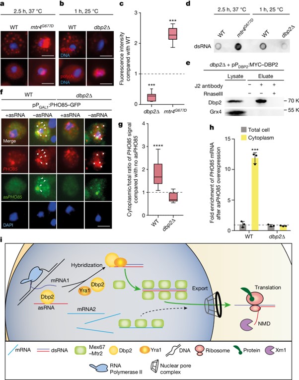 dsRNA formation leads to preferential nuclear export and gene expression