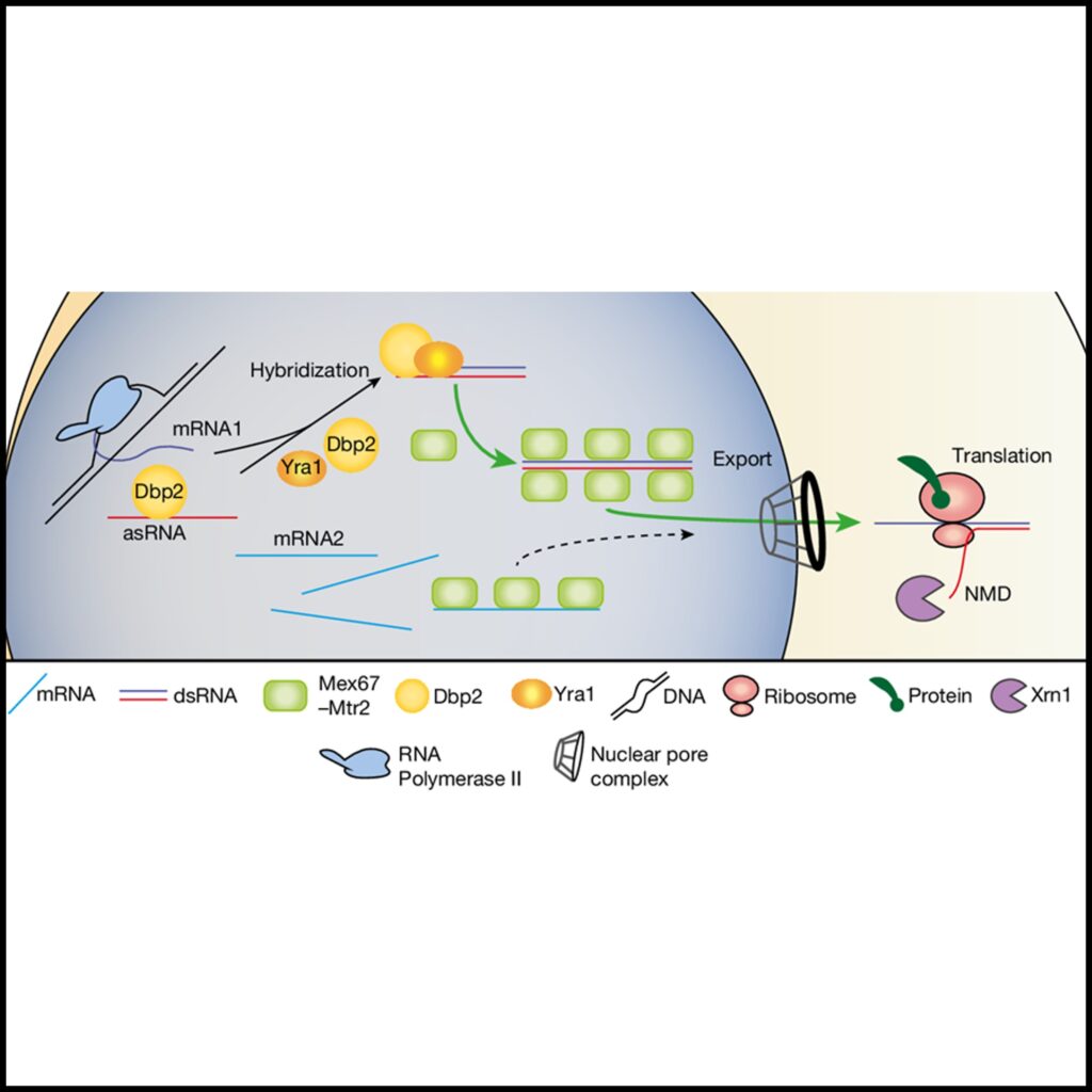 dsRNA formation leads to preferential nuclear export and gene expression