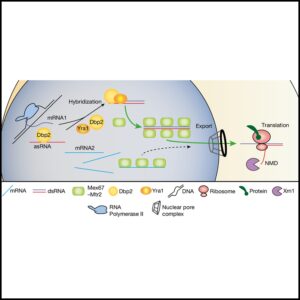 Read more about the article dsRNA formation leads to preferential nuclear export and gene expression