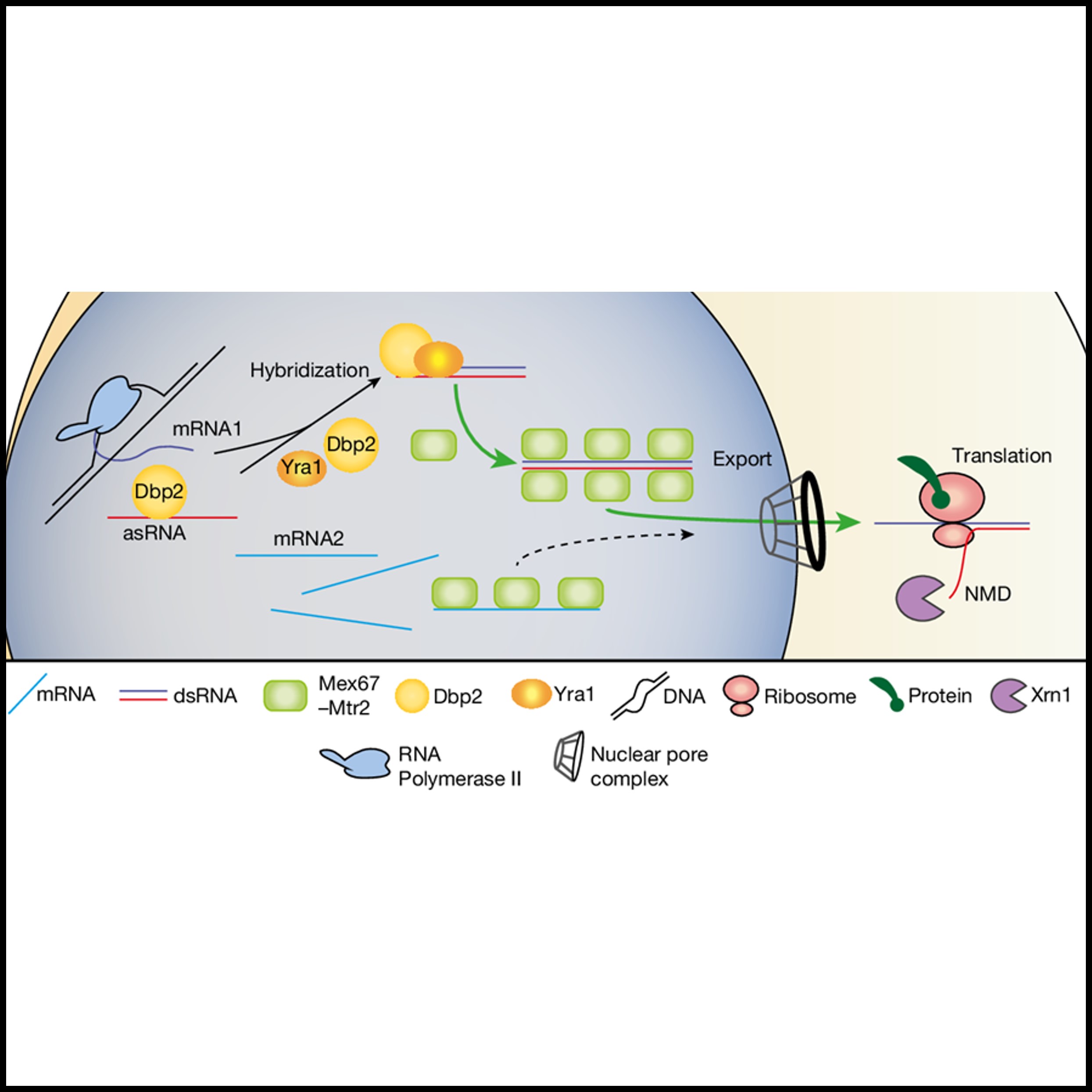 Read more about the article dsRNA formation leads to preferential nuclear export and gene expression