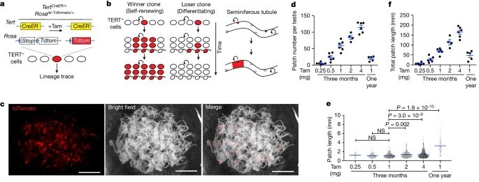 Clonal inactivation of TERT impairs stem cell competition