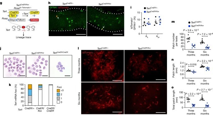 Clonal inactivation of TERT impairs stem cell competition