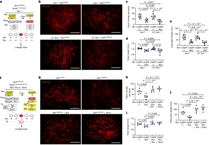 Clonal inactivation of TERT impairs stem cell competition