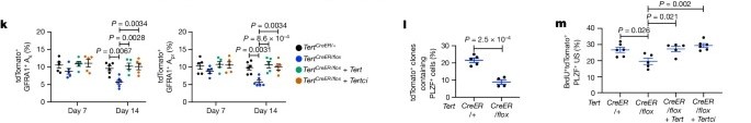 Clonal inactivation of TERT impairs stem cell competition