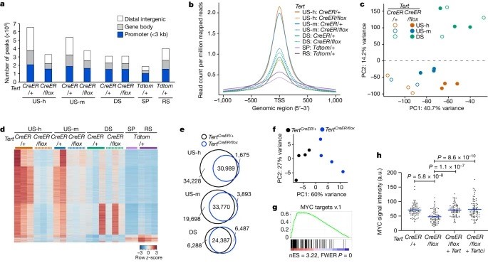 Clonal inactivation of TERT impairs stem cell competition