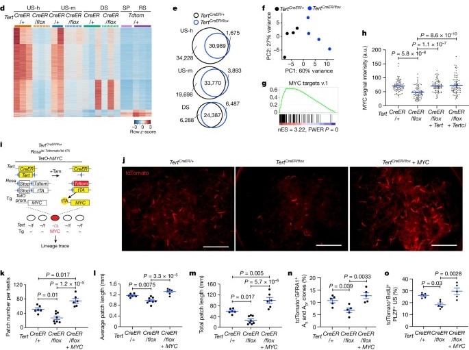 Clonal inactivation of TERT impairs stem cell competition