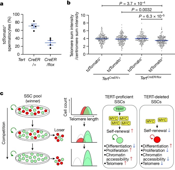 Clonal inactivation of TERT impairs stem cell competition