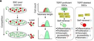 Read more about the article Clonal inactivation of TERT impairs stem cell competition