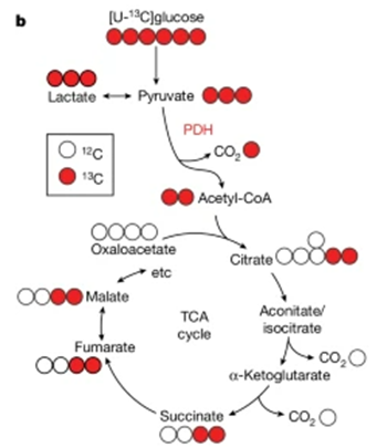 [EzV[ Mitochondrial complex I promotes kidney cancer metastatis