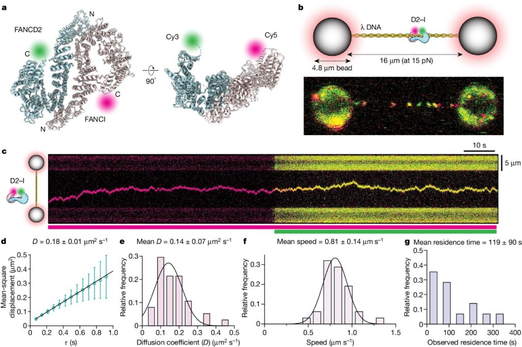 FANCD2–FANCI surveys DNA and recognizes double- to single-stranded junctions