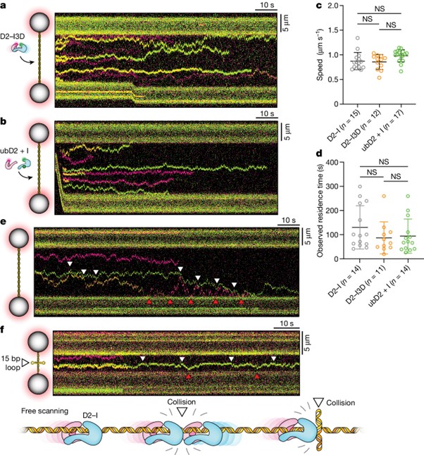 FANCD2–FANCI surveys DNA and recognizes double- to single-stranded junctions