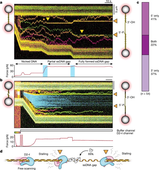 FANCD2–FANCI surveys DNA and recognizes double- to single-stranded junctions