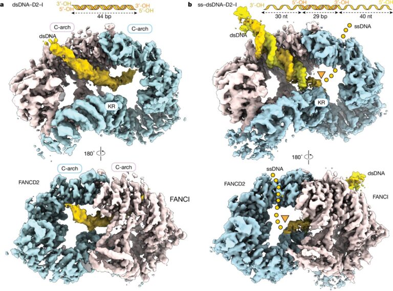 FANCD2–FANCI surveys DNA and recognizes double- to single-stranded junctions