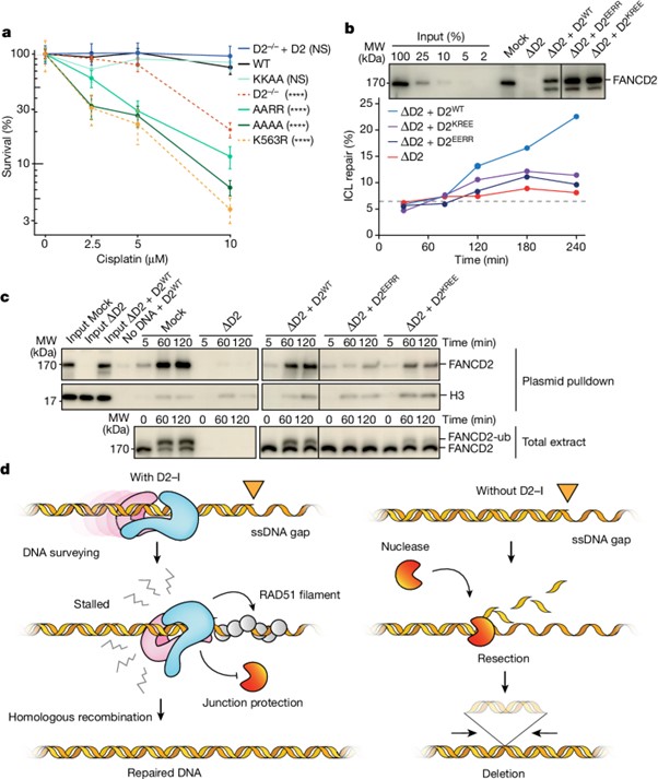 FANCD2–FANCI surveys DNA and recognizes double- to single-stranded junctions