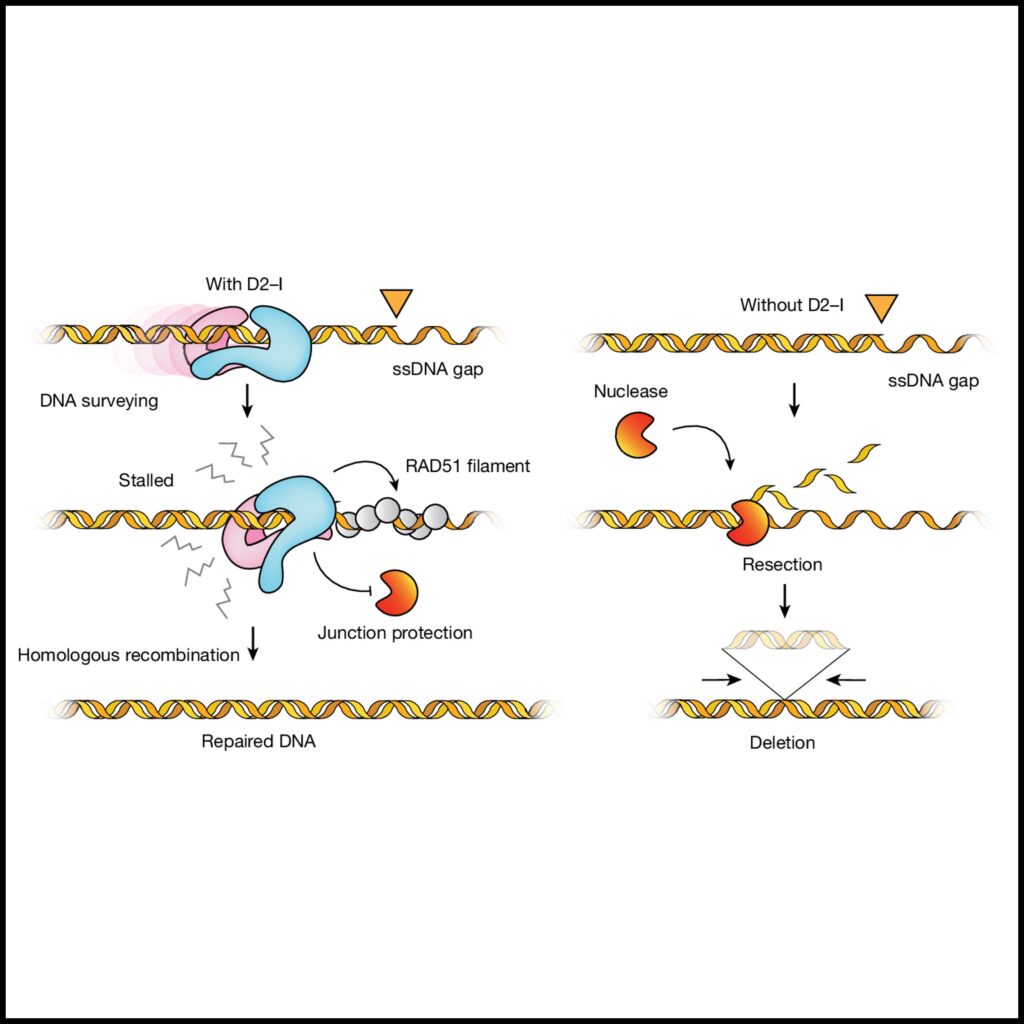 FANCD2–FANCI surveys DNA and recognizes double- to single-stranded junctions