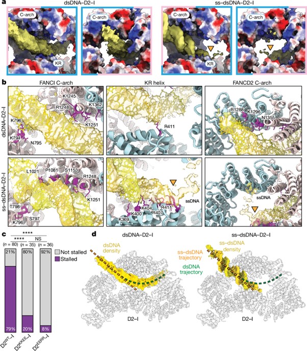 FANCD2–FANCI surveys DNA and recognizes double- to single-stranded junctions