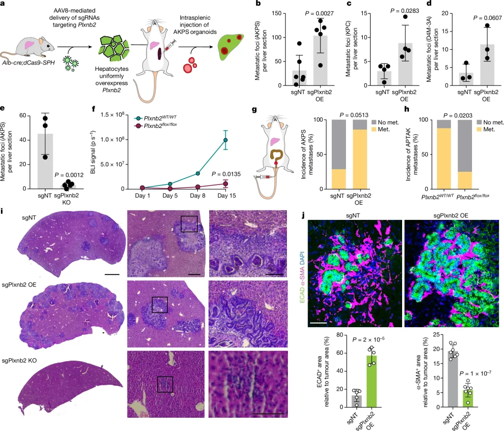 Fig. 2: Hepatocyte-derived plexin B2 is required for liver colonization.