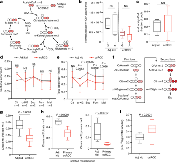 [Fig2] Mitochondrial complex I promotes kidney cancer metastatis