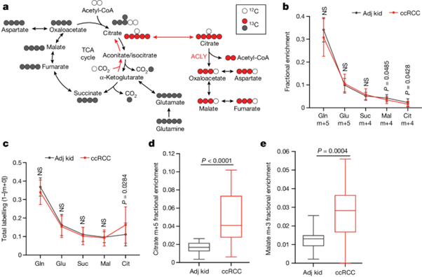 [Fig3-1] Mitochondrial complex I promotes kidney cancer metastatis