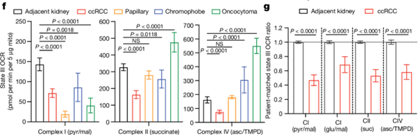 [Fig3-2] Mitochondrial complex I promotes kidney cancer metastatis