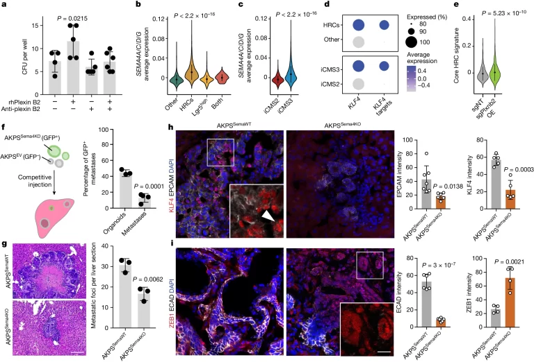 Fig. 4: Plexin B2 interacts with semaphorins on tumour cells.