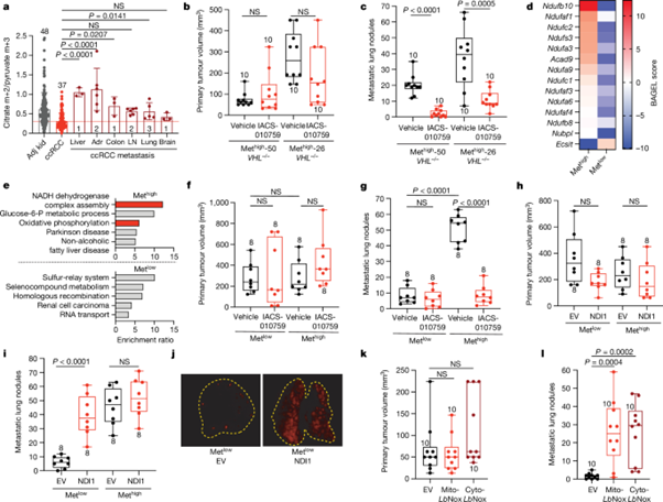 [Fig4] Mitochondrial complex I promotes kidney cancer metastatis