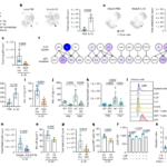 ILC2-derived LIF licences progress from tissue to systemic immunity